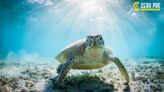 モアルボアル ウミガメ